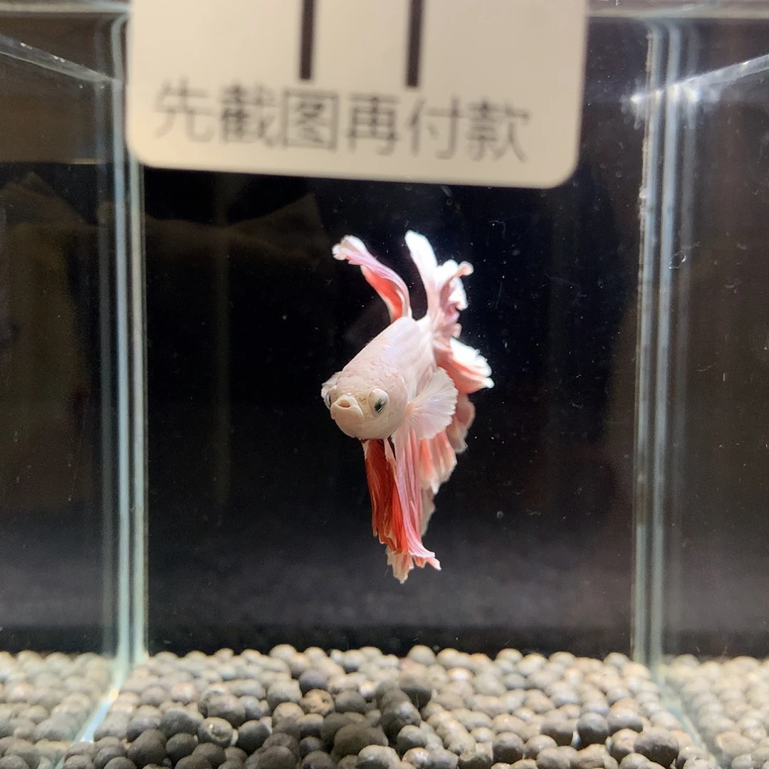 ·****海水鱼泰国斗鱼七弟11