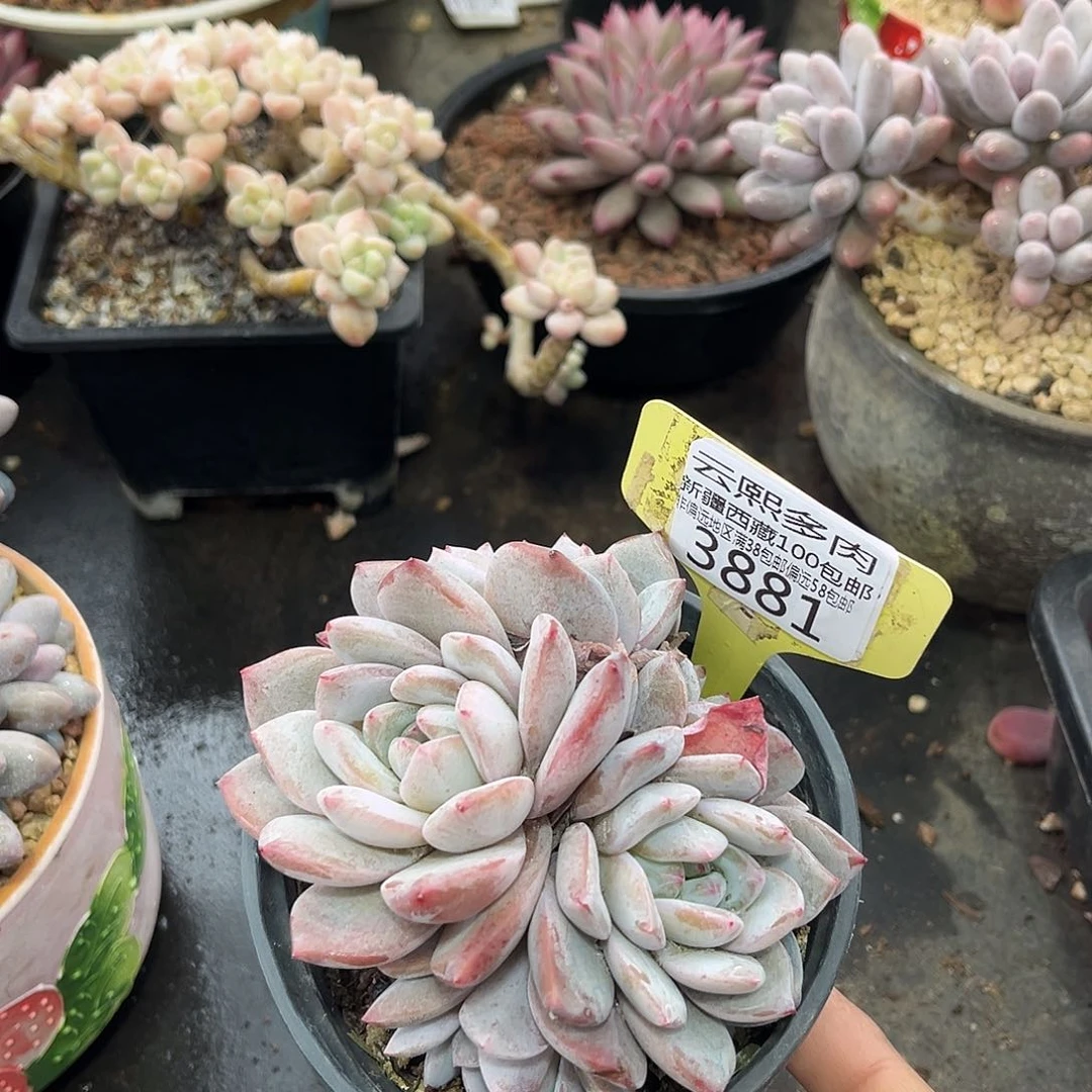 3881梦露。     多肉。