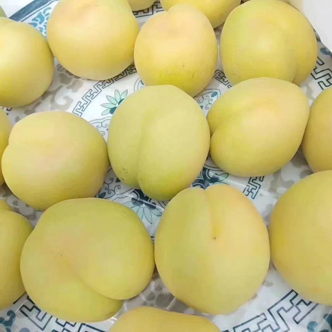 香白杏娘娘贡杏香甜新鲜多汁软糯汁水充足现摘现发顺丰次日达斤河北省