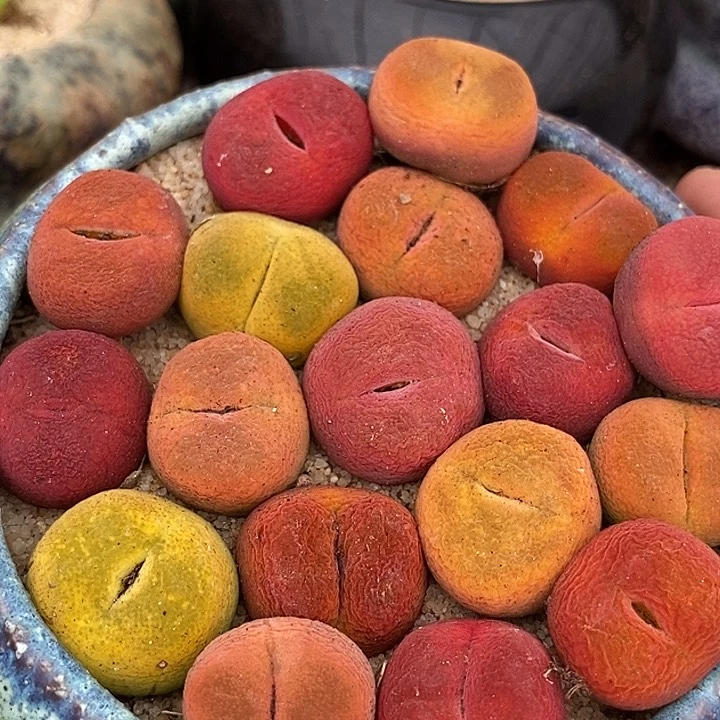 彩色桃子一颗  1.5厘米以上