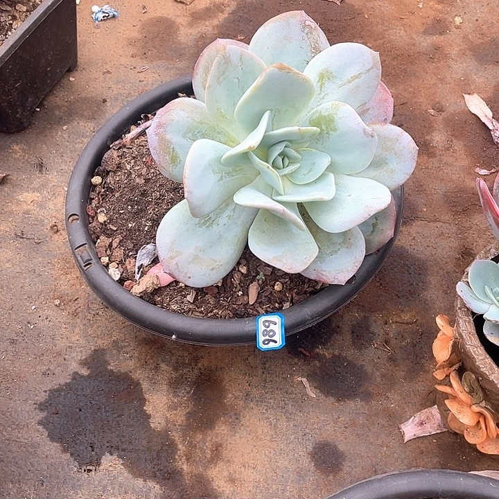 686奶茶一物一拍多肉