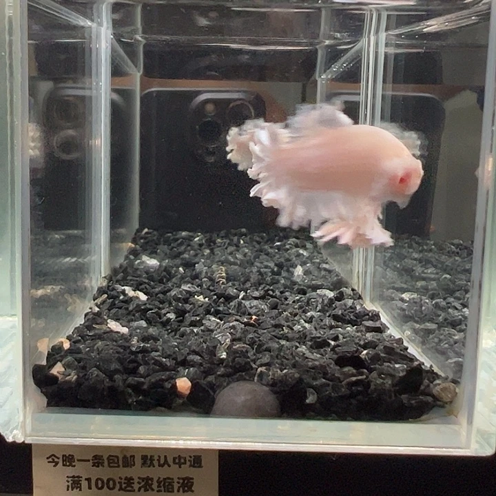 斗鱼竞拍跑单拉黑18日8