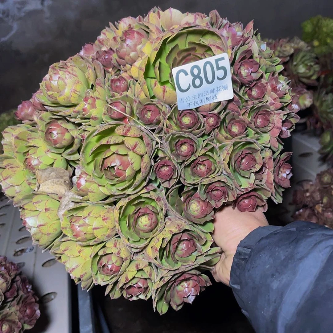 法师法师3–31包邮法师