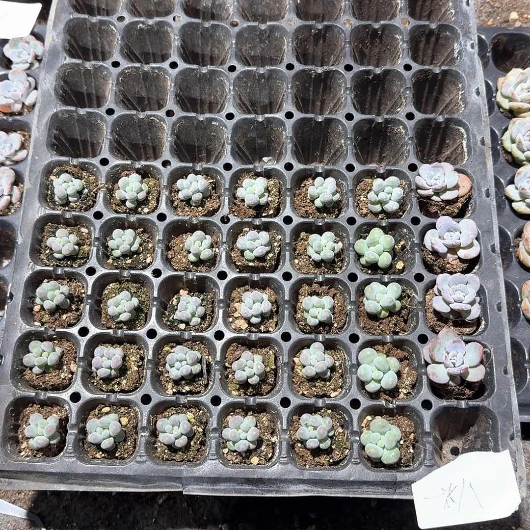 一米八一物一拍专拍