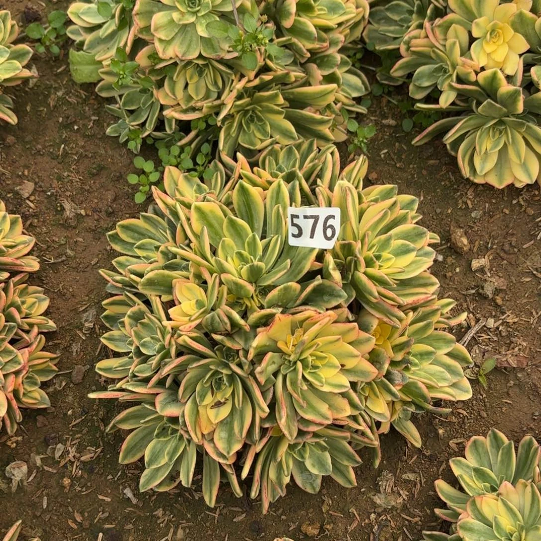 576甜茶多肉不包损