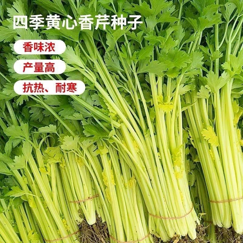 【全店满5包包邮】四季黄心芹种子农家阳台盆栽播种蔬菜种子