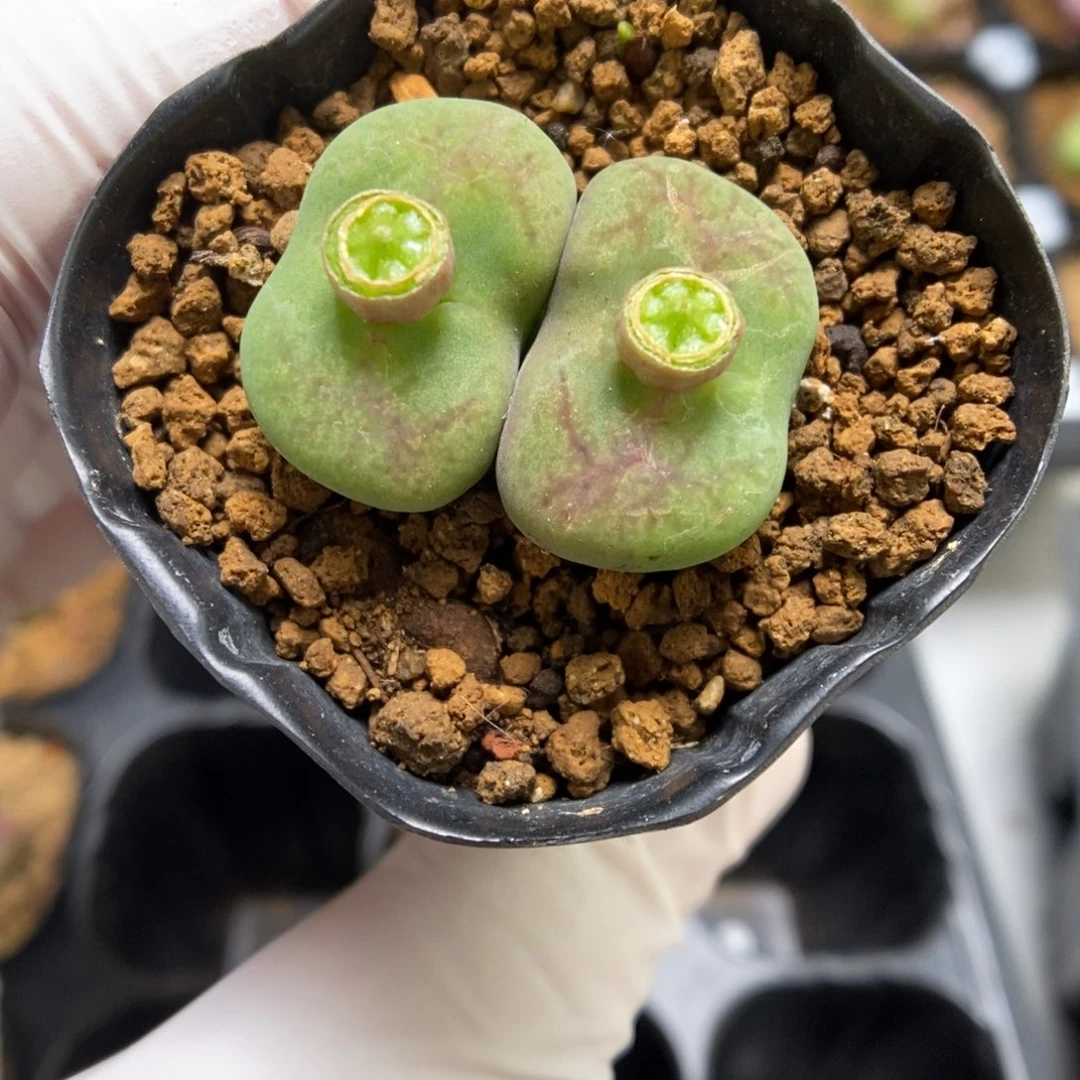 多肉植物肉锥杂交K-020（2.4）毛杂安贞