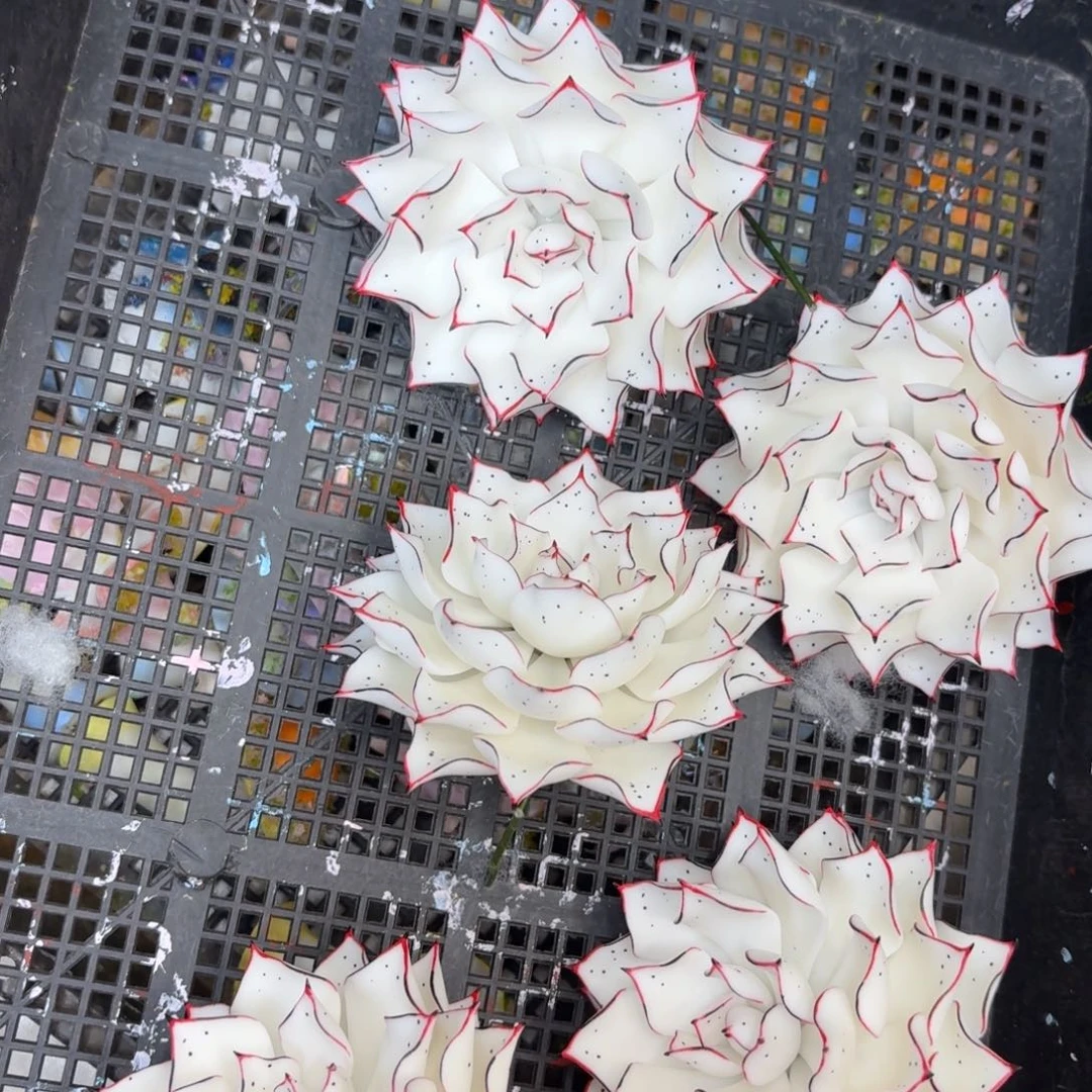 树脂制品34哦哦哦哦哦哦