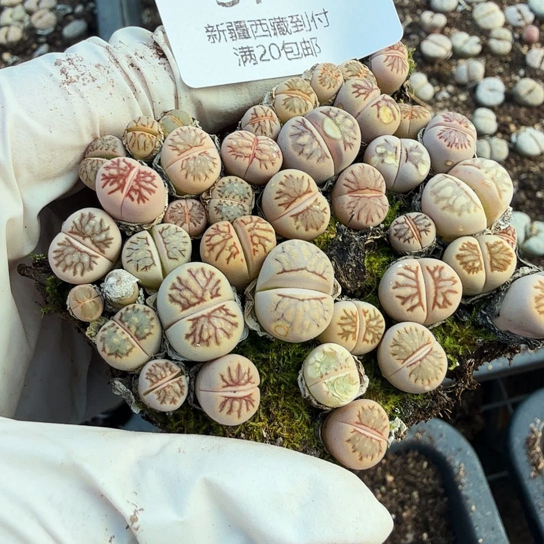 好看我好期待这段剧情真的371