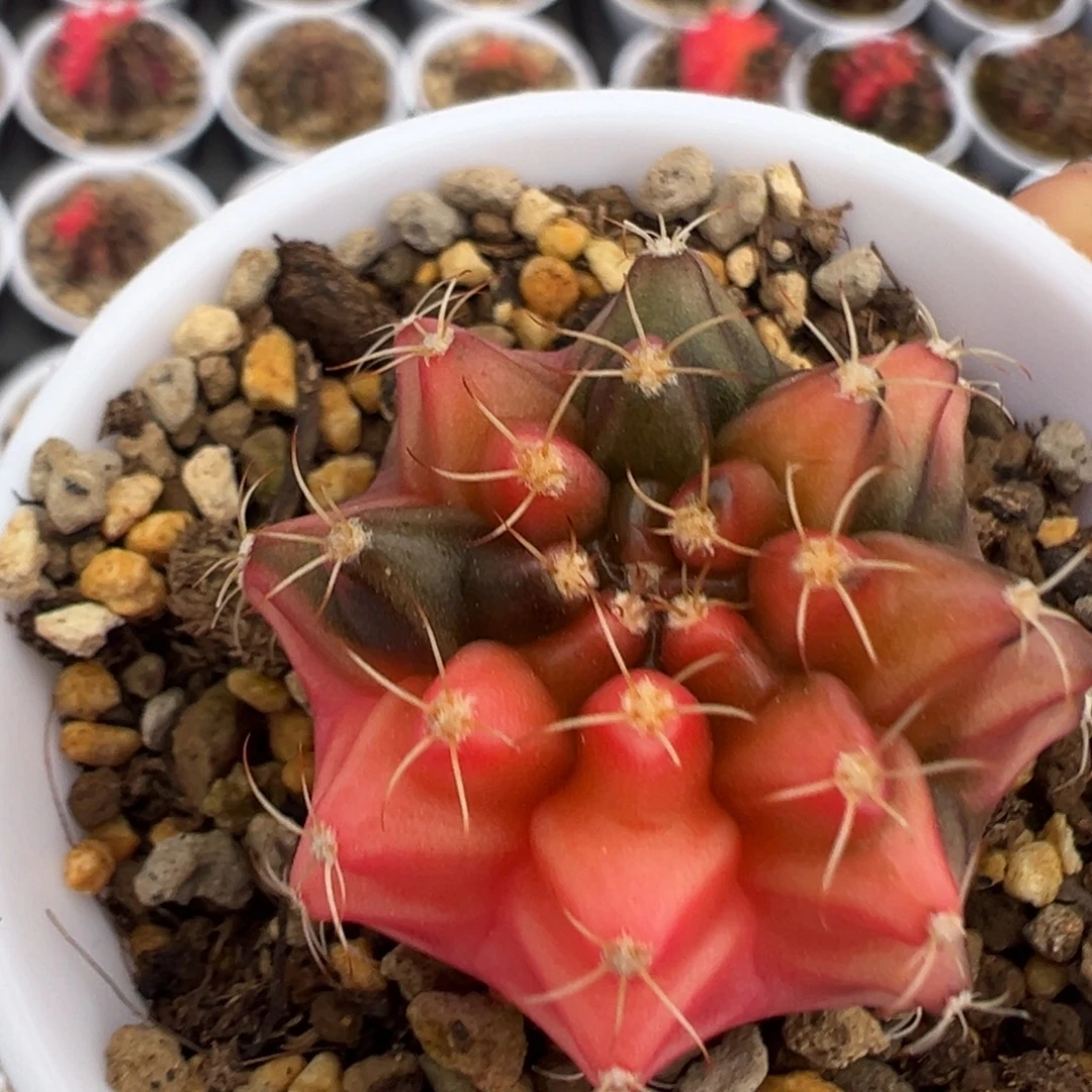 348 好看的米哈冲冲冲