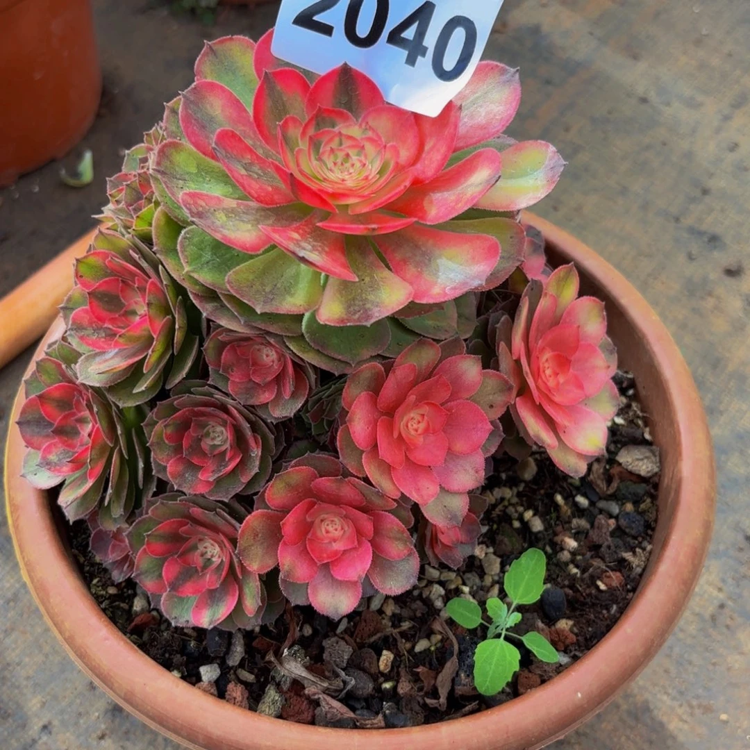 2040多肉植物荔枝不周正