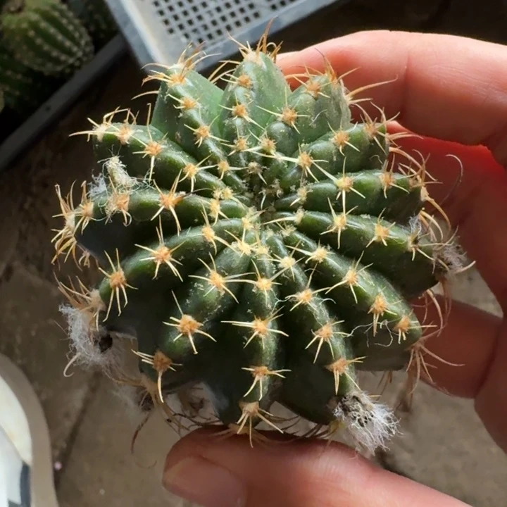 233无名丽花歪5公分左右无根侧牙瘦软，20包邮