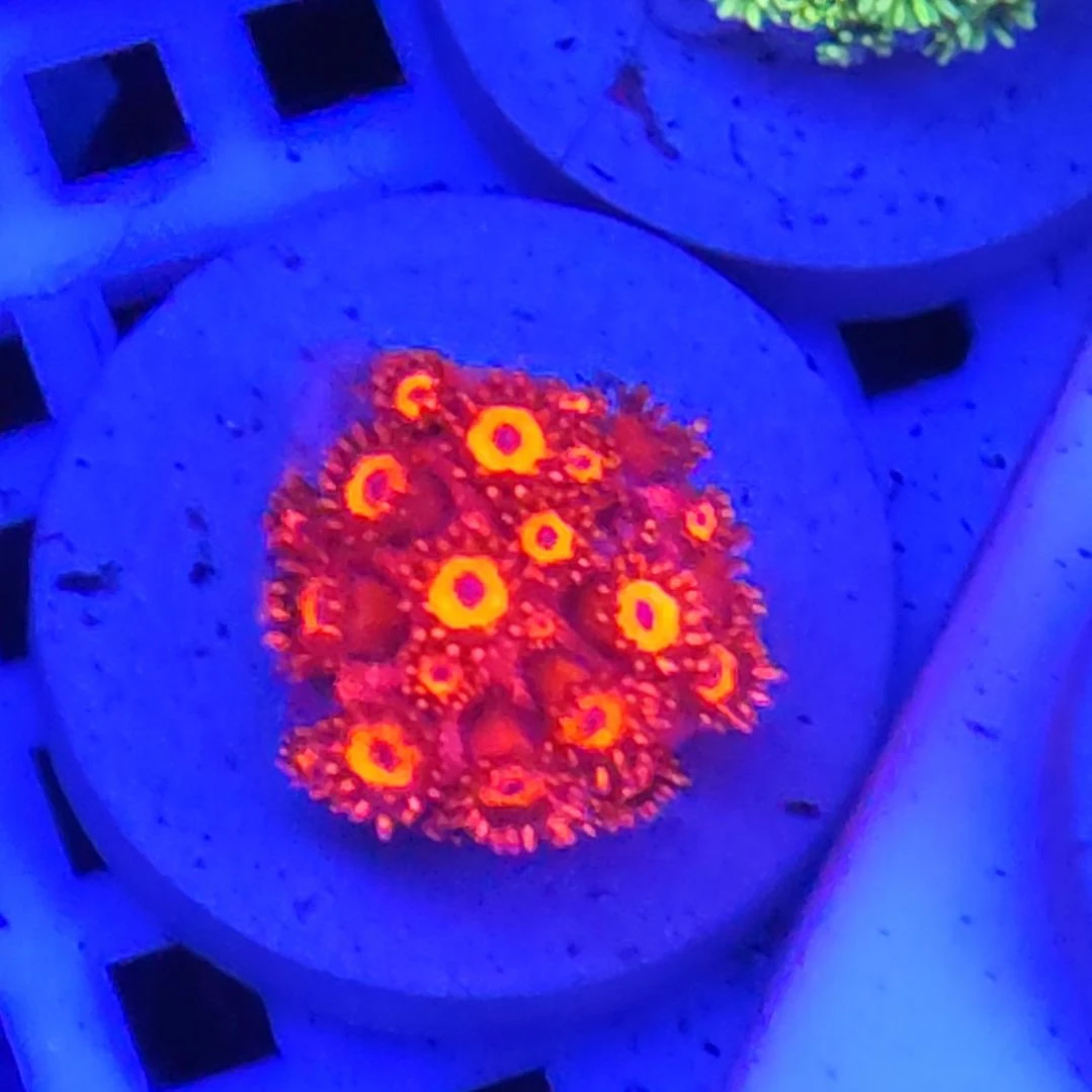 有伤介意勿拍 状态可以红