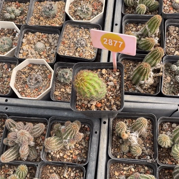 九***刘实生仙人球28770000