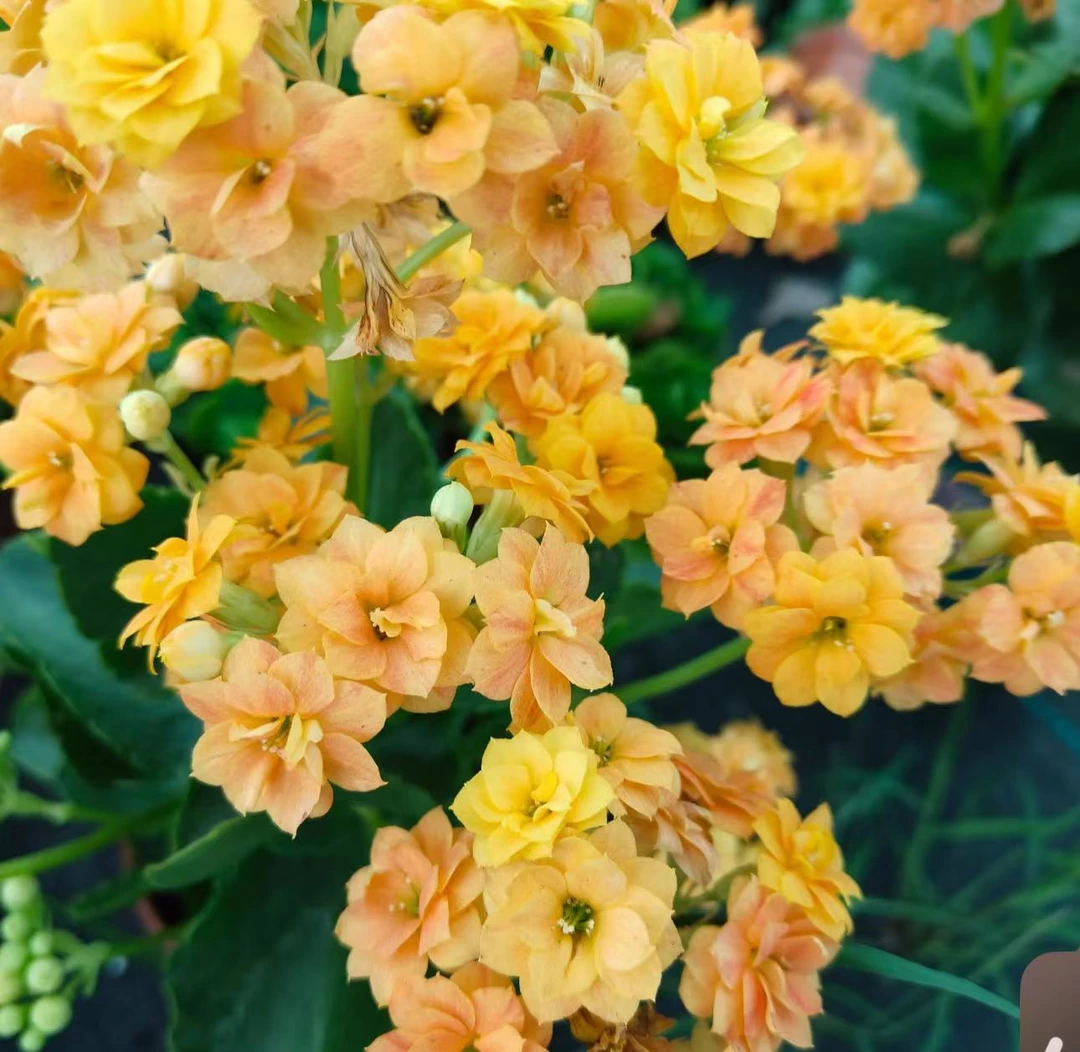 【李先生】巴伯尔~长寿带花苞（直播间展示为准）