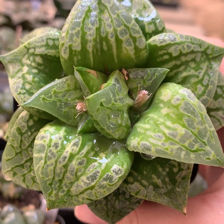 假面舞会一物一拍