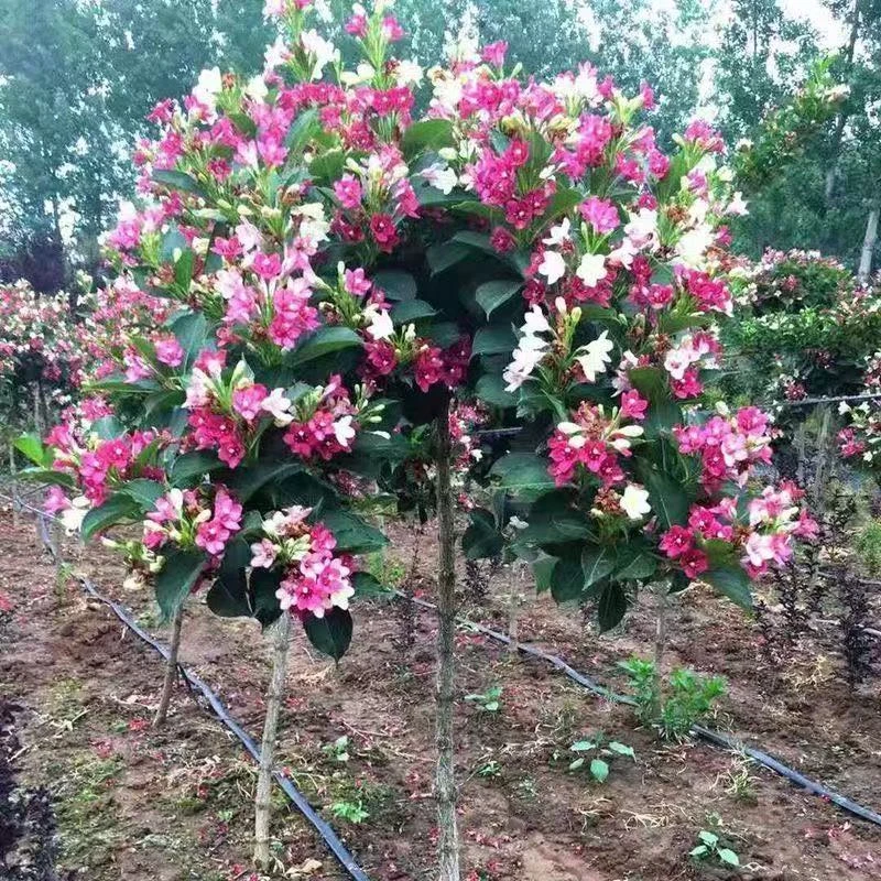 五彩锦带老桩盆栽花叶红王子锦带苗庭院七彩花卉四季种植耐寒耐热