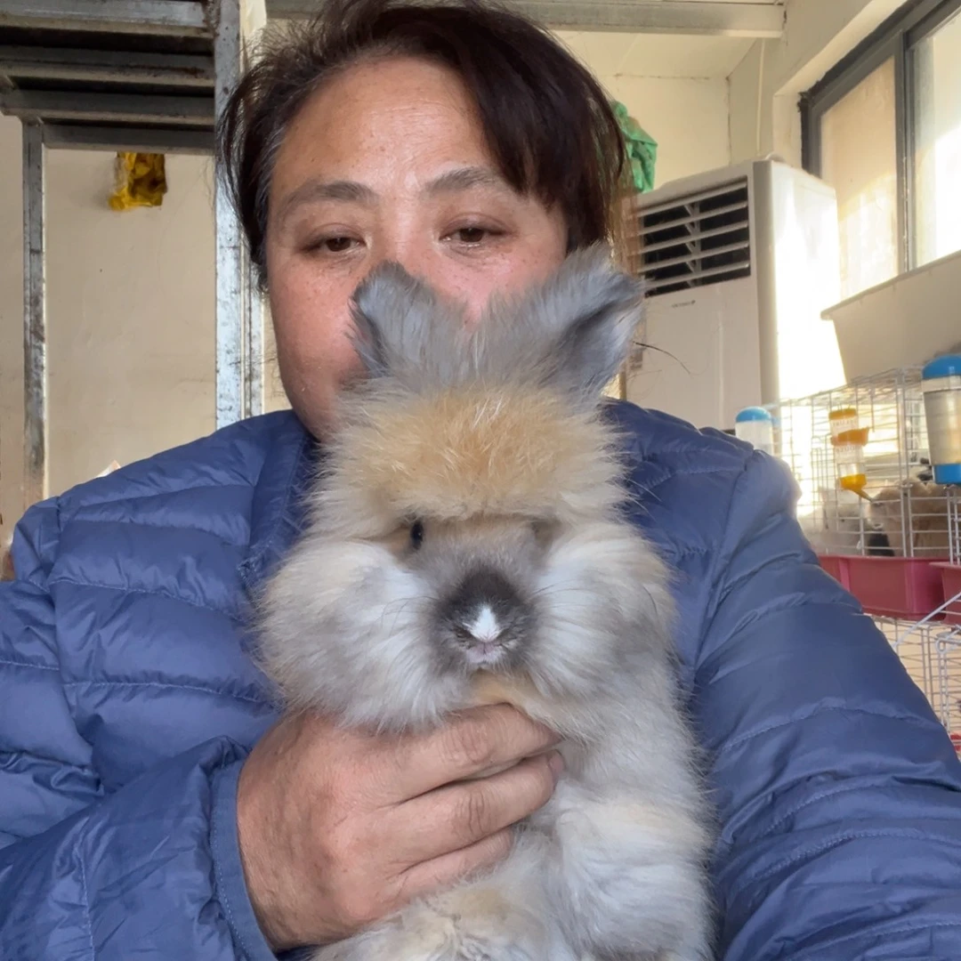 英系安哥拉宠物兔子