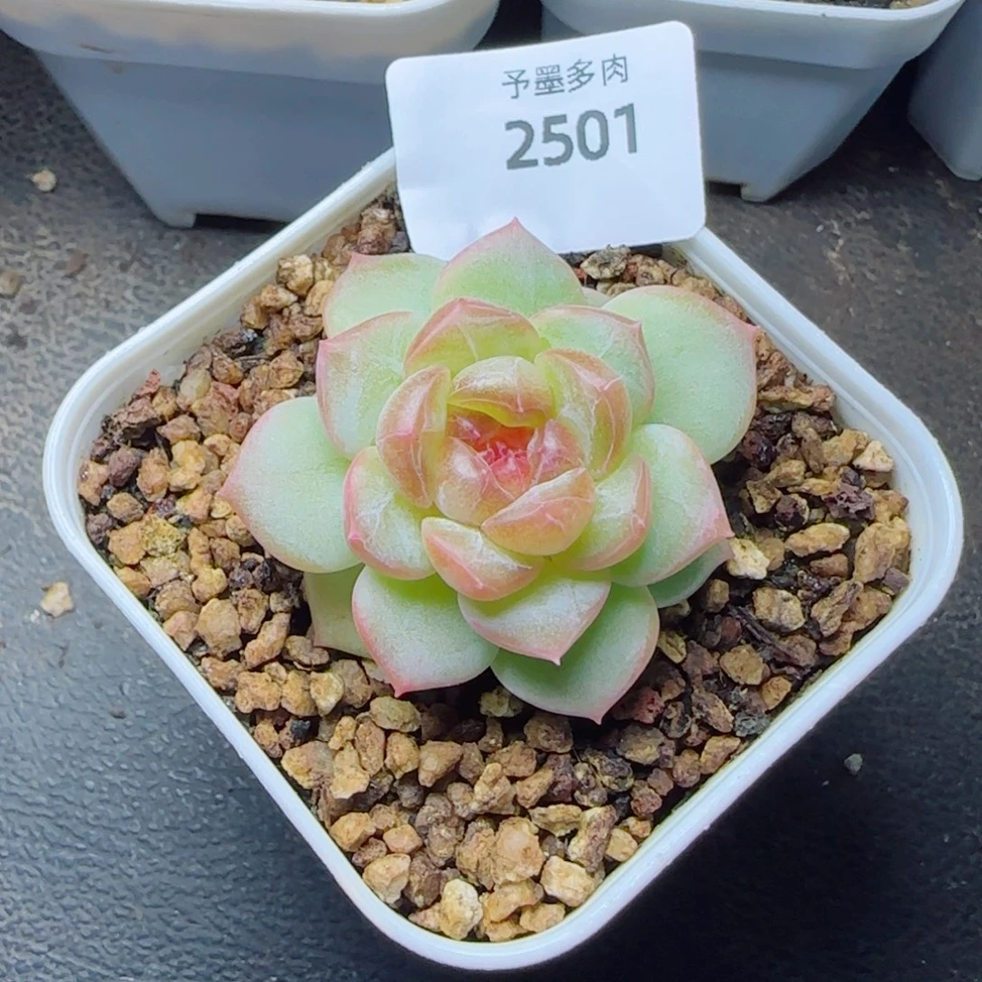 甜心，2501多肉植物