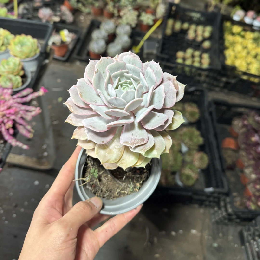【任意两单包邮】粉蝶阳台办公室庭院老桩盆栽多肉植物