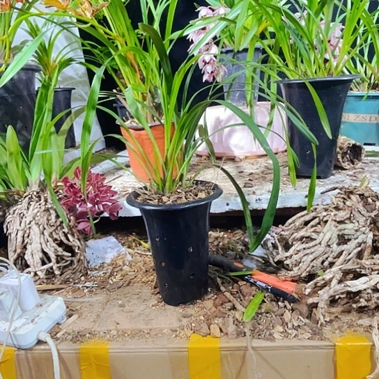 无花朵虎头兰独占春