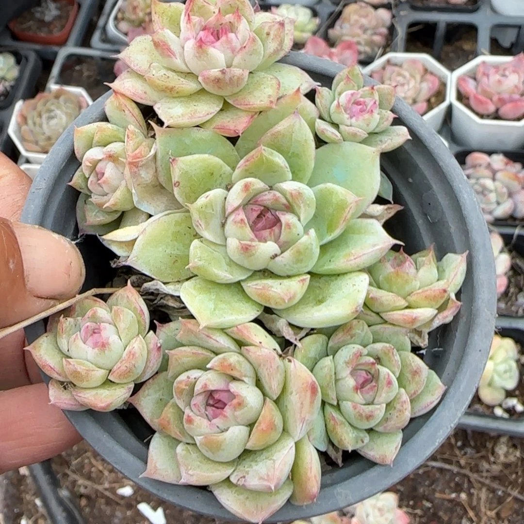 多肉小卡拉米糖心一物一拍