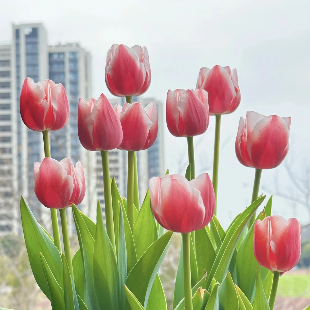 栽好五度球郁金香土培荷兰进口种球新手阳台地栽盆栽庭院种子