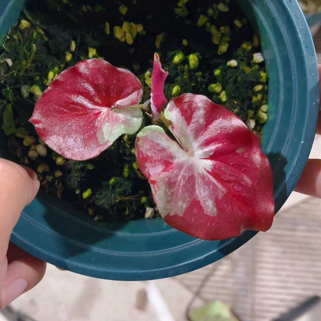 完全开放4660泰彩