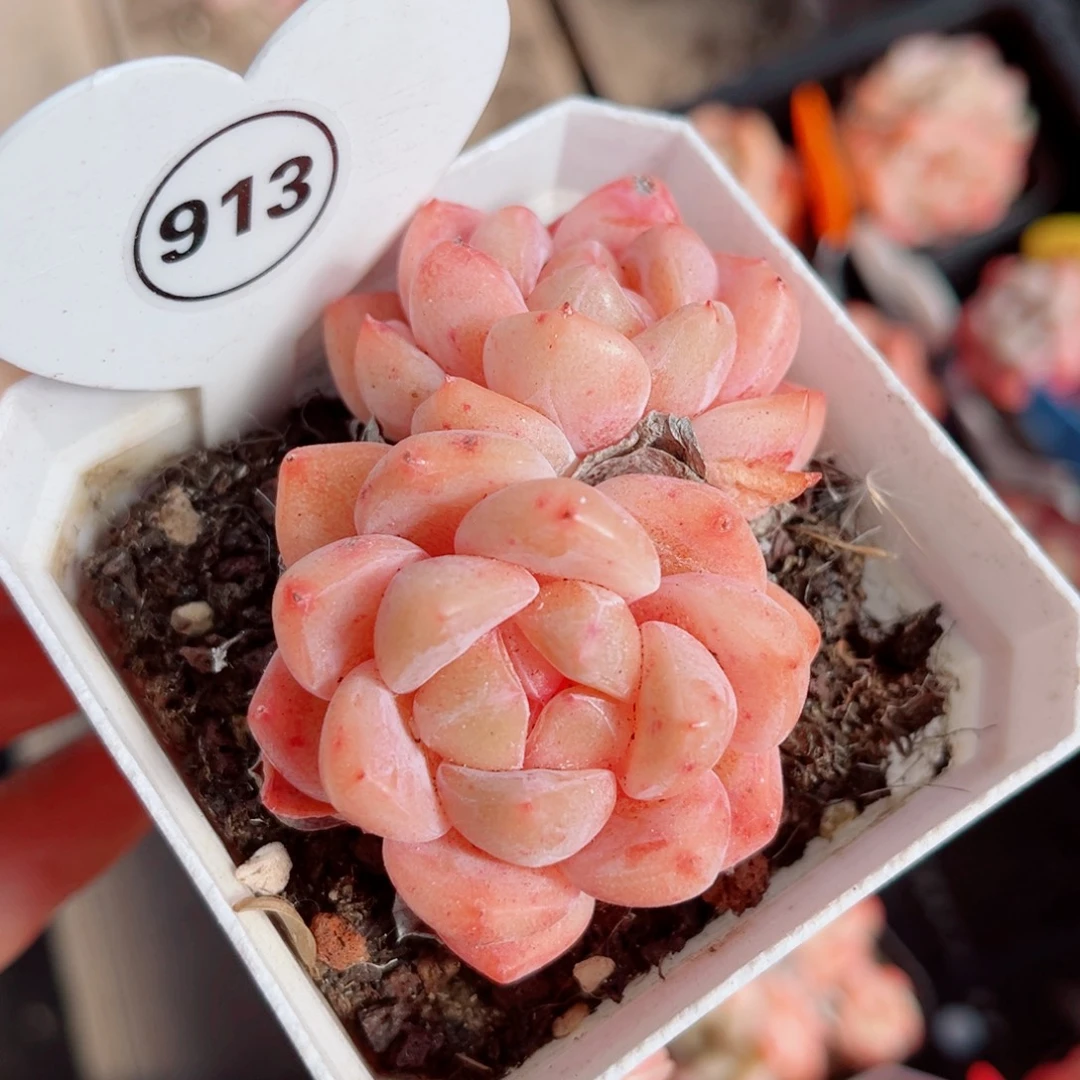 913号小老桩糖心双头