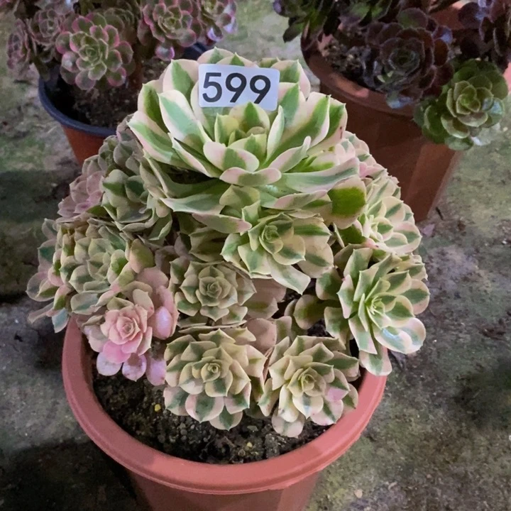 女巫多肉植物599
