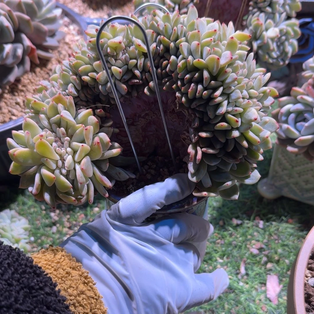 小树有瑕疵呀呀呀呀我