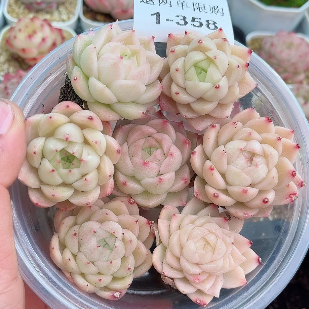 1-358 新疆西藏内蒙不发12.8包邮2-3公分多肉