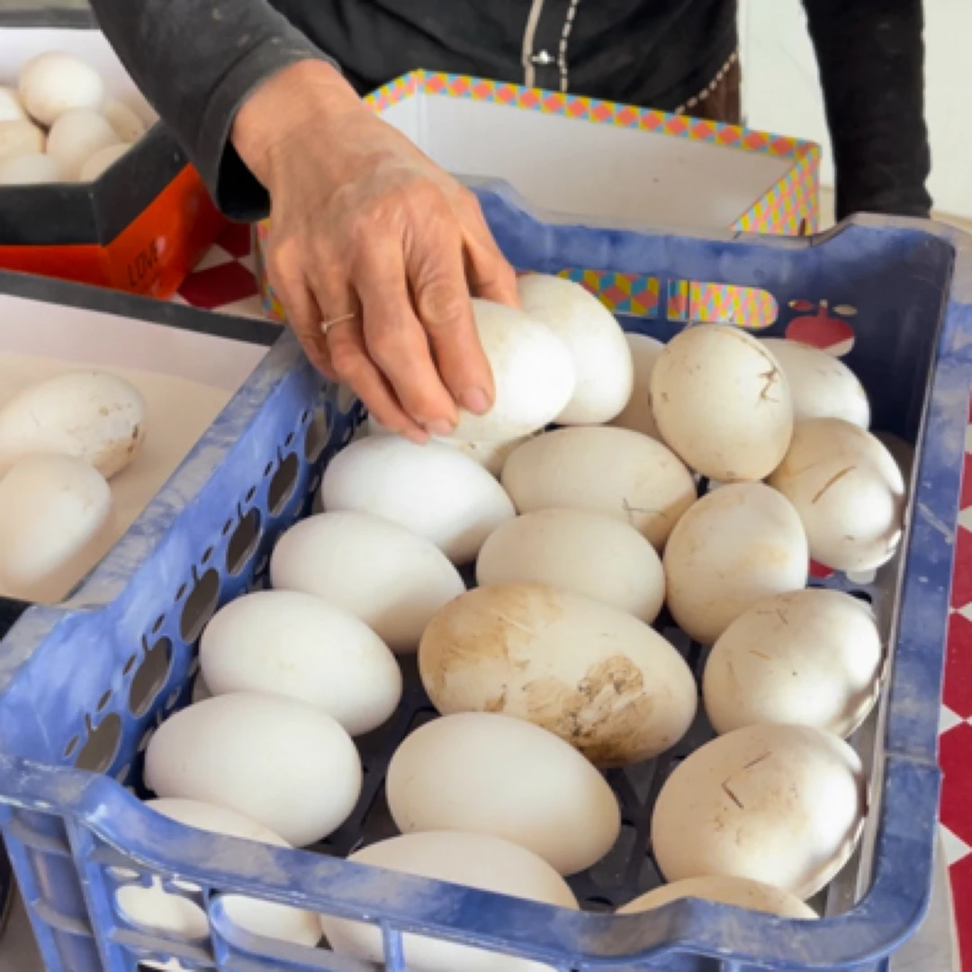 【河套优选】新鲜农村散养鹅蛋单枚重120g-160g