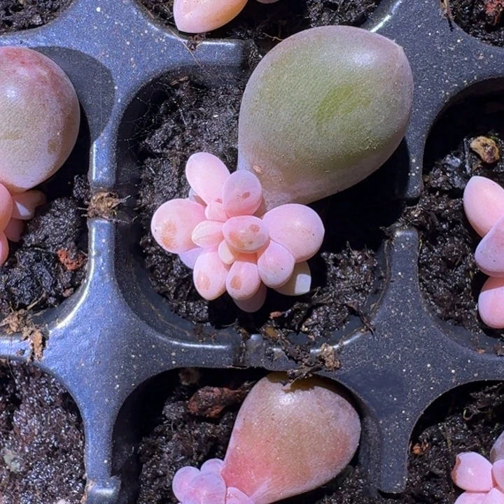 刚果奶 叶插 一物一拍