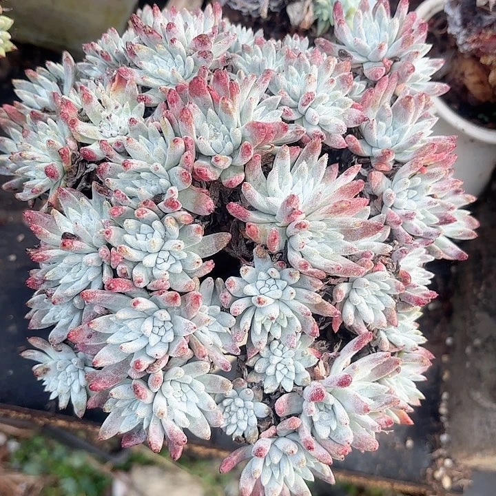 仙女杯多肉植物盆栽