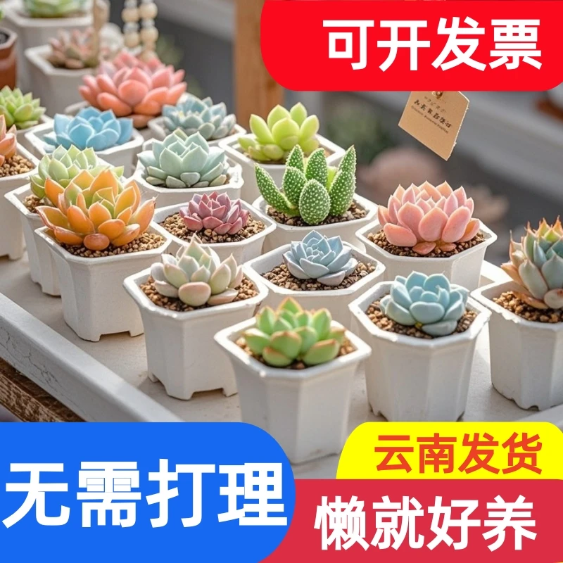 【新手小多肉】20颗5-7cm 尺寸  多肉植物云南精控精养新手套餐组合