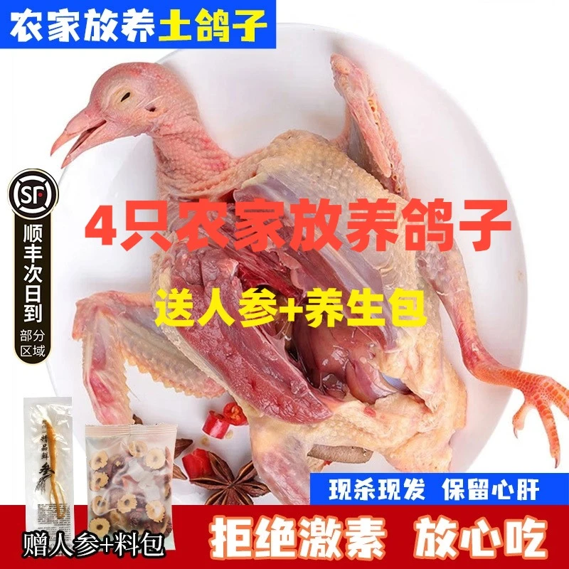 【送一根人参】4只农家放养土鸽新鲜现杀乳鸽鸽子肉老鸽鸽子汤滋补