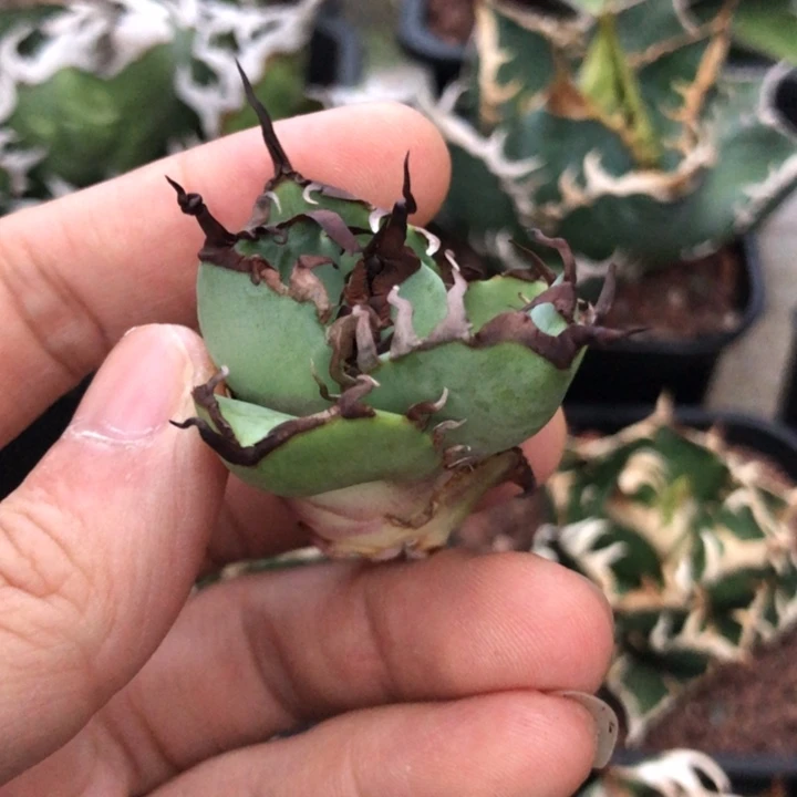 黑鲸仁王冠龙舌兰顶芽