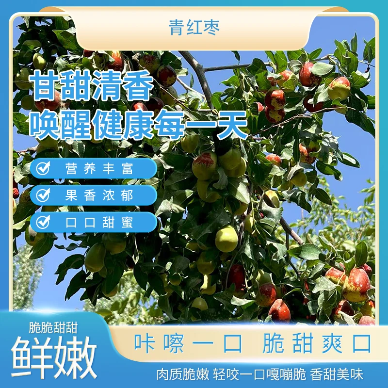 当季采摘新鲜青青橄榄红枣槟榔大枣脆甜多汁营养朝阳丰富枣子