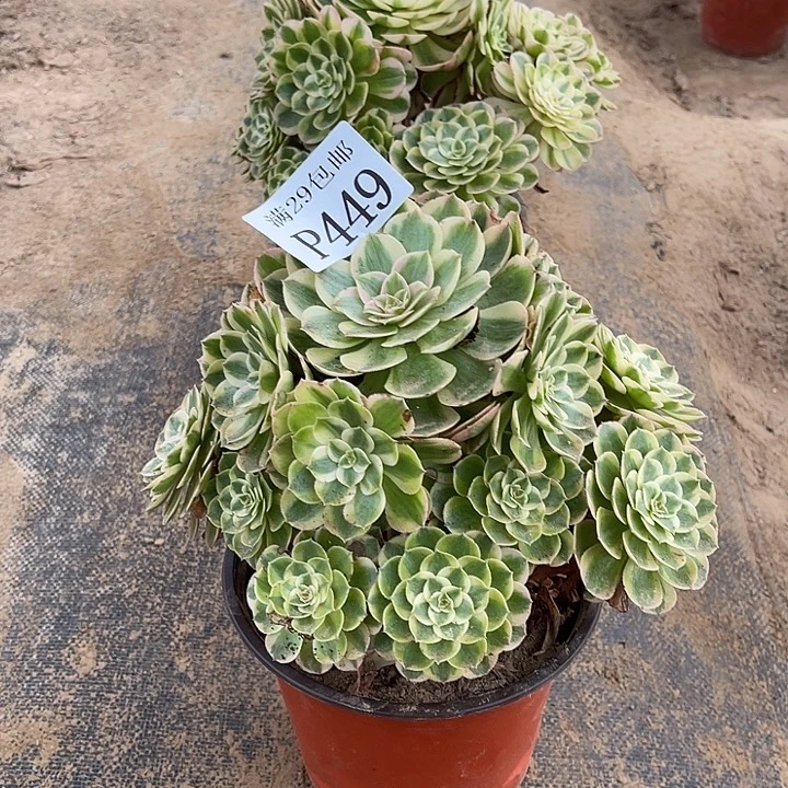 449孔雀翎多肉植物
