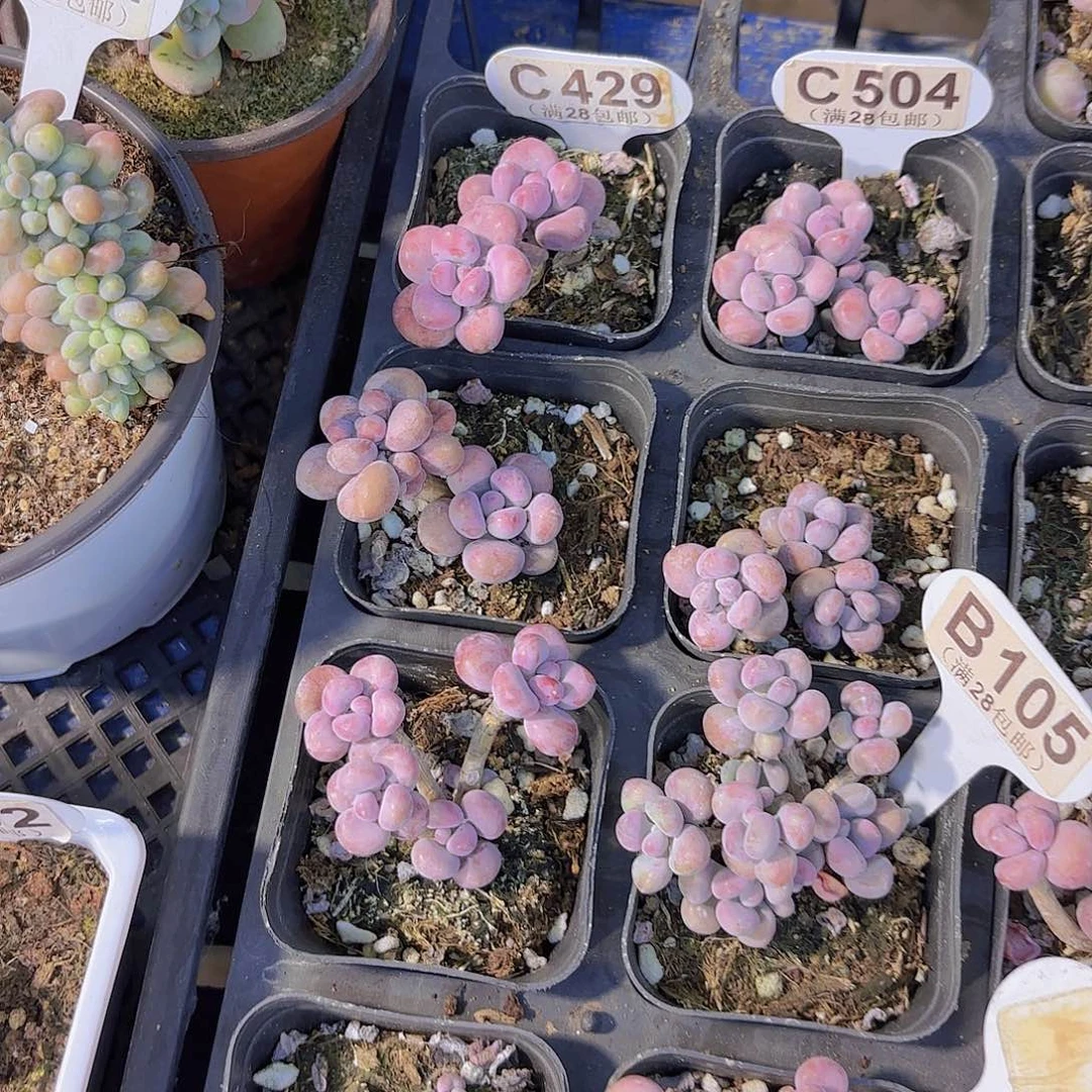 ༄****C629腰子蛋一物一拍