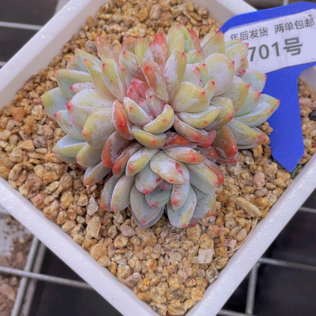 701号 福利韩橙朵朵缀