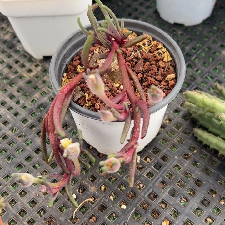 黄花淡青霜，一物一拍