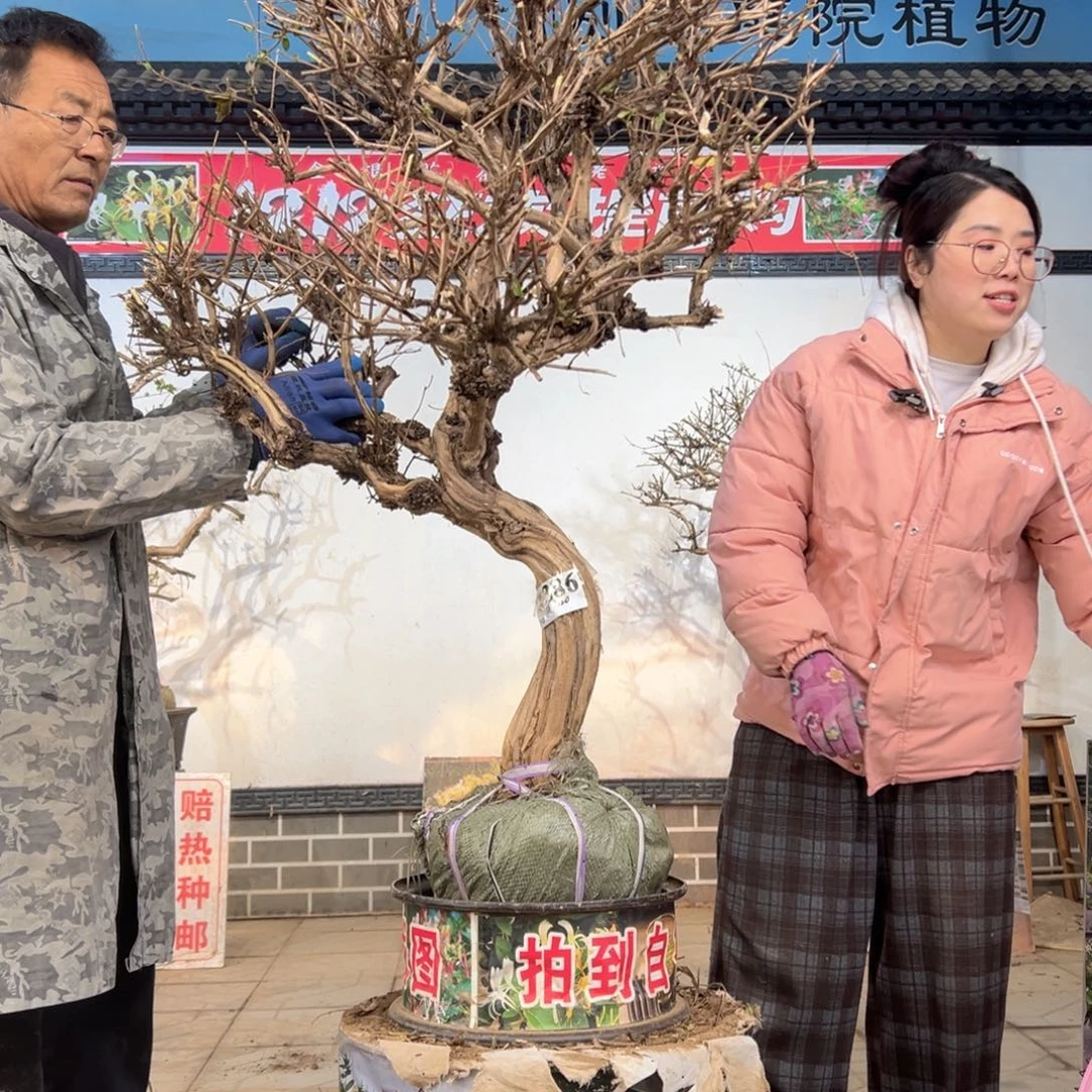 无花朵金银花88888