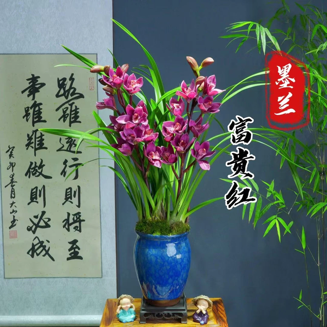 兰花富贵红 勤花勤芽带盆种好 好养易活室内办公室客厅盆景