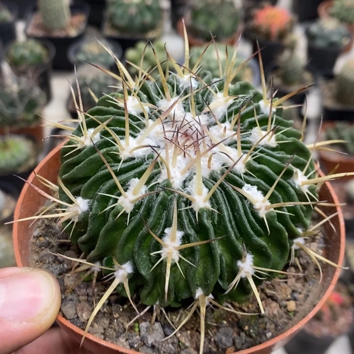 多棱玉特价福利包邮