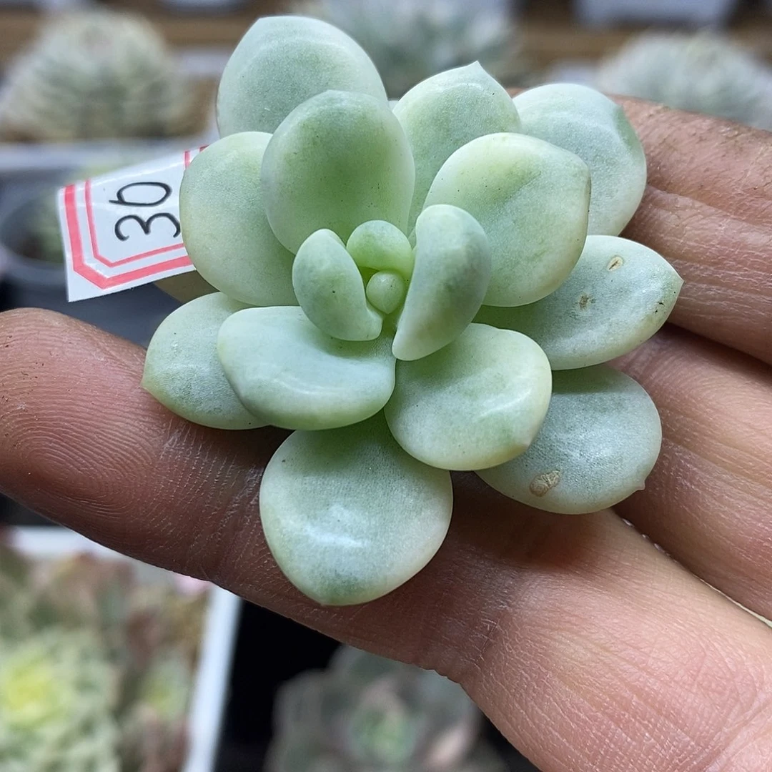 3060 白马覆轮锦头盖 需延时发货