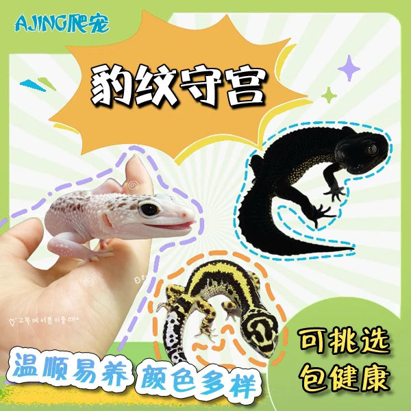 温顺可爱好养的豹纹守宫肥尾守宫活体宠物新手入门另类爬宠