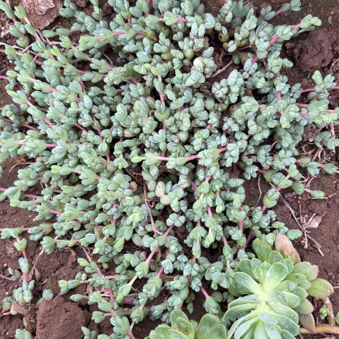 多肉植物植物植物营养液