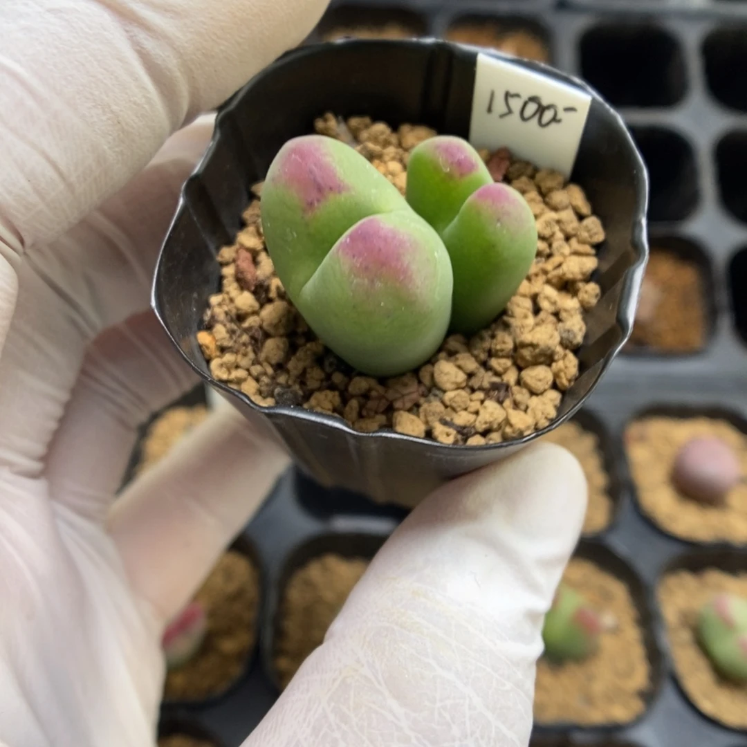 多肉植物肉锥杂交K-002